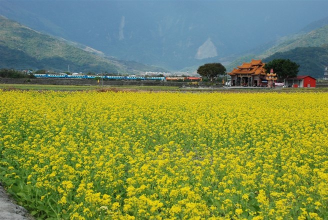 油菜花季摄影活动