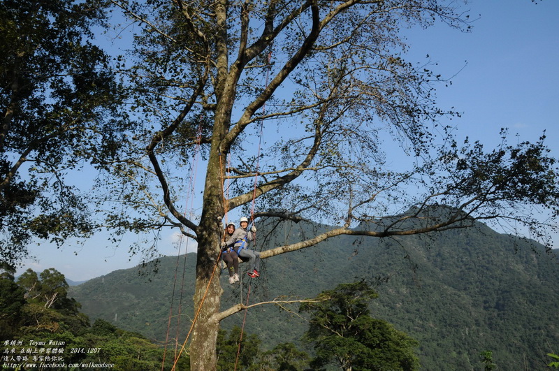 烏來攀樹-在樹上學習