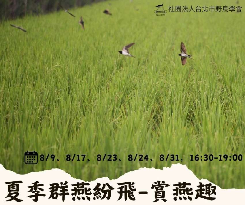 台北鳥會-夏季群燕紛