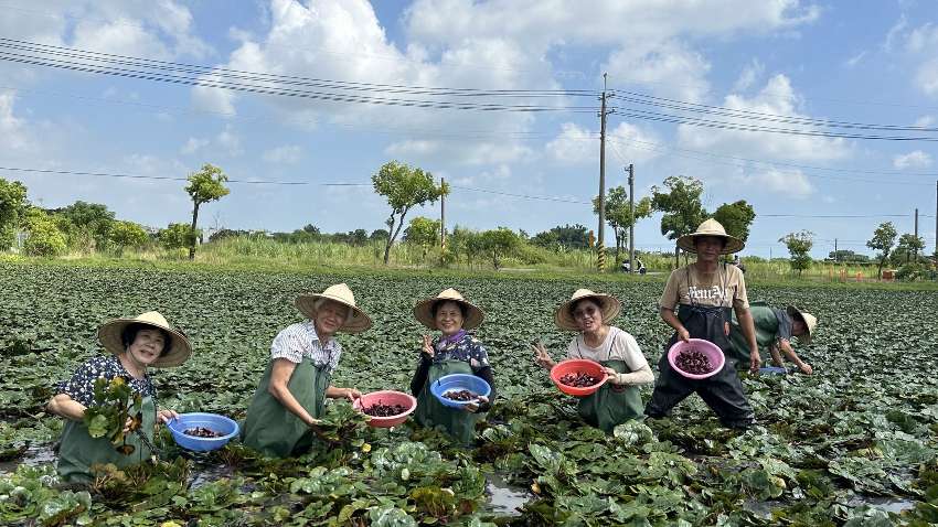 113年採菱體驗活動